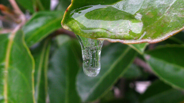 雪水凝成的冰溜