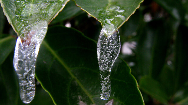 融雪凝成的两只冰挂