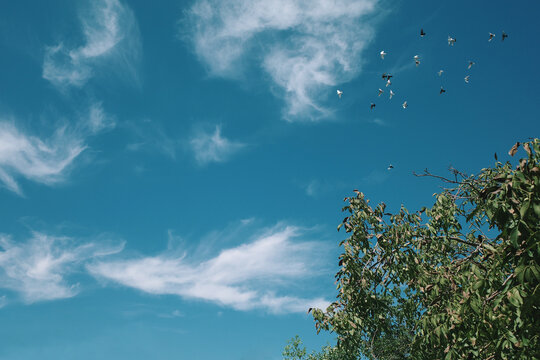天空中的鸽子