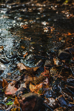秋天的落叶在溪水中