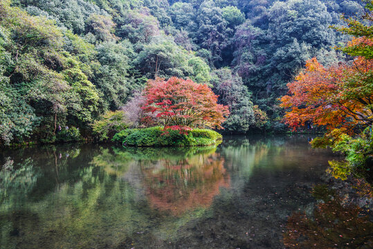 杭州九溪烟树