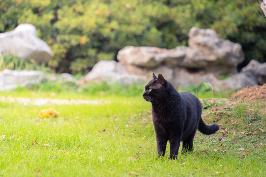 草地上的黑猫