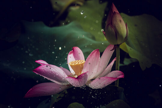 荷花