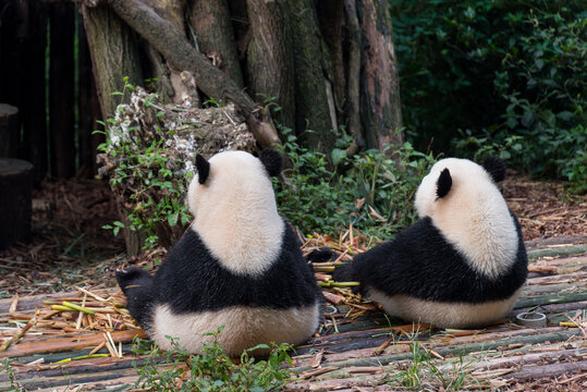 两只大熊猫背影