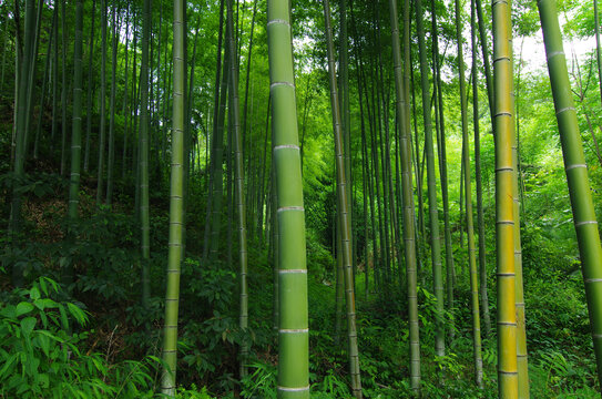 绿竹竹植物