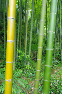 竹绿竹植物