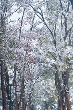 武汉东湖磨山风景区冬季雪景