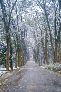 武汉东湖磨山风景区冬季雪景