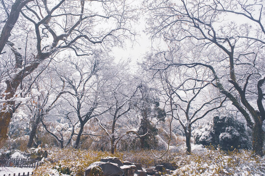 武汉东湖磨山风景区冬季雪景