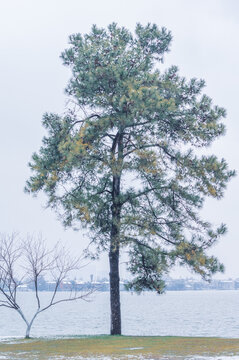 武汉东湖磨山风景区冬季雪景