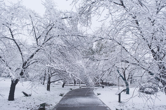 武汉东湖磨山风景区冬季雪景