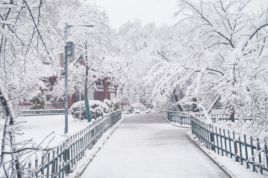 武汉东湖磨山风景区冬季雪景