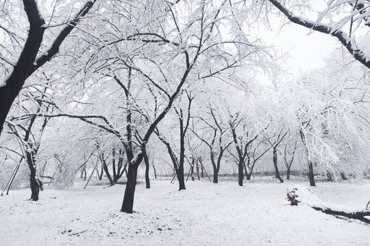 武汉东湖磨山风景区冬季雪景