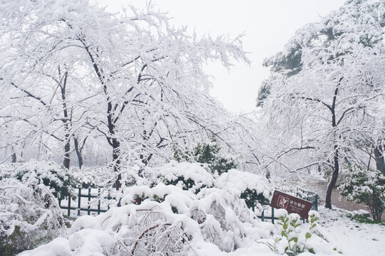 武汉东湖磨山风景区冬季雪景