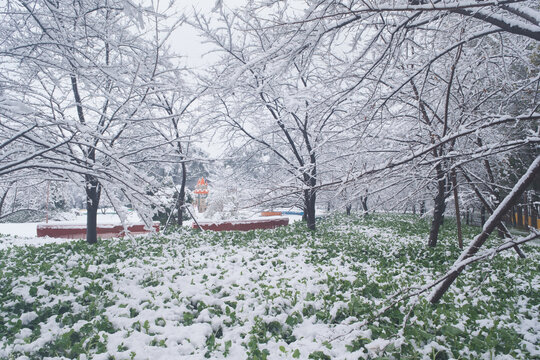 武汉东湖磨山风景区冬季雪景