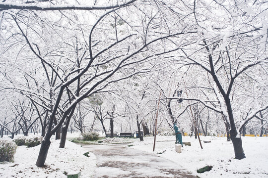 武汉东湖磨山风景区冬季雪景