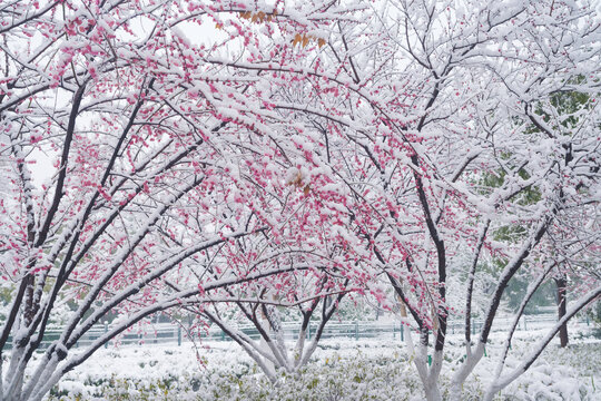 武汉东湖风景区雪中梅花风光