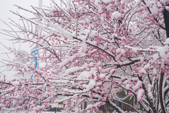 武汉东湖风景区雪中梅花风光