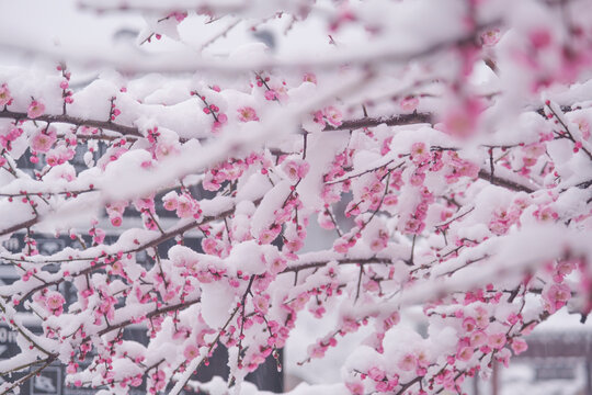 武汉东湖风景区雪中梅花风光