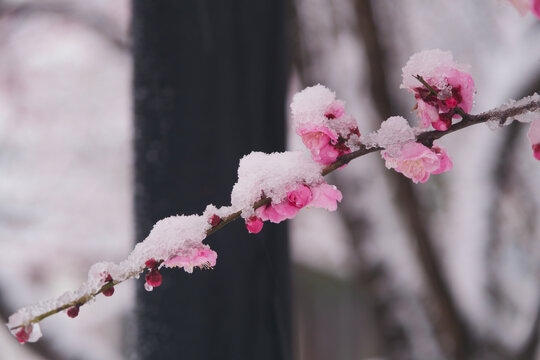 武汉东湖风景区雪中梅花风光