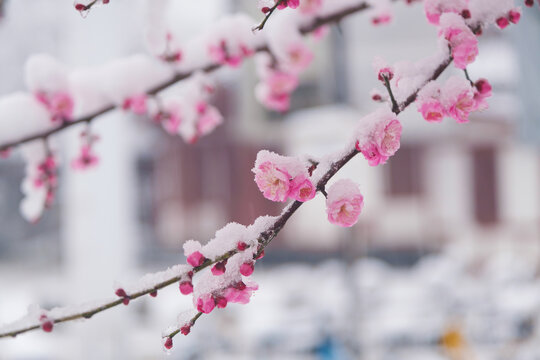 武汉东湖风景区雪中梅花风光