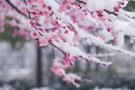 武汉东湖风景区雪中梅花风光