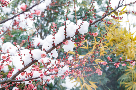 武汉东湖风景区雪中梅花风光