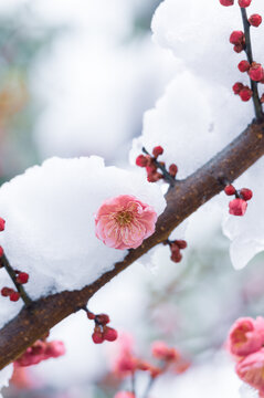 武汉东湖风景区雪中梅花风光