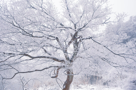 江西庐山风景区雪景风光