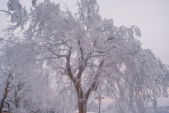 江西庐山风景区雪景风光