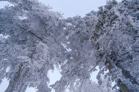 江西庐山风景区雪景风光
