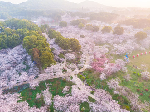 武汉东湖樱花园春季风光