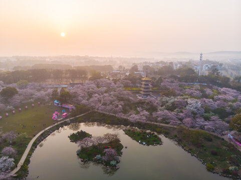 武汉东湖樱花园春季风光