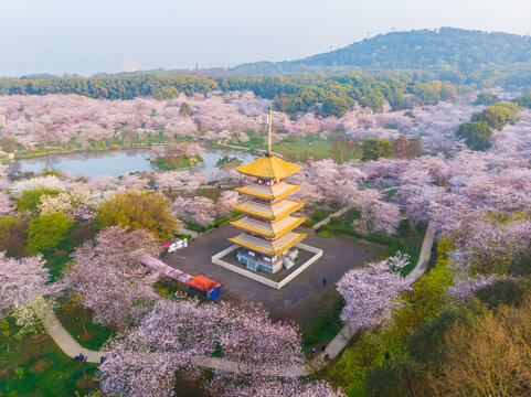 武汉东湖樱花园春季风光