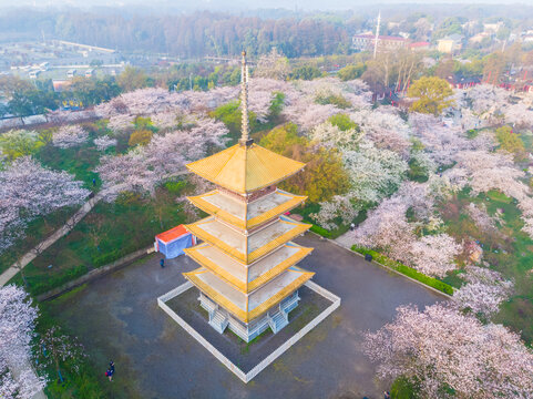 武汉东湖樱花园春季风光