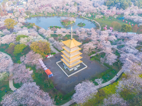 武汉东湖樱花园春季风光