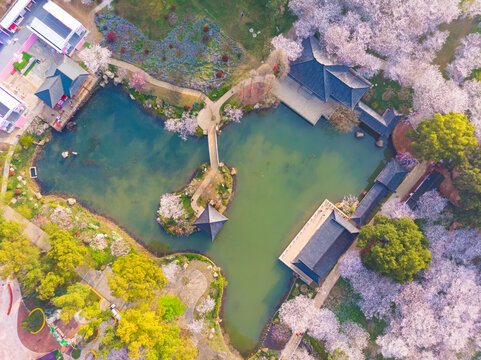 武汉东湖樱花园春季风光