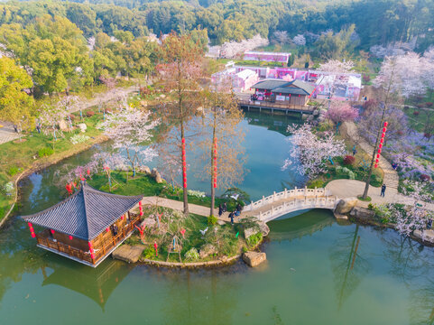 武汉东湖樱花园春季风光