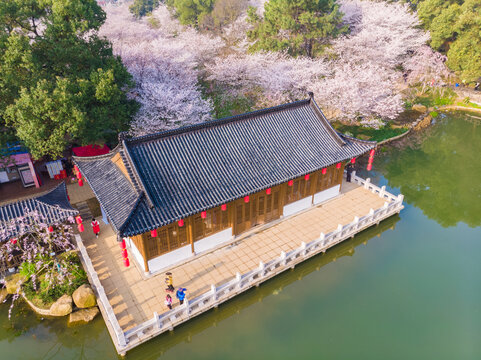 武汉东湖樱花园春季风光