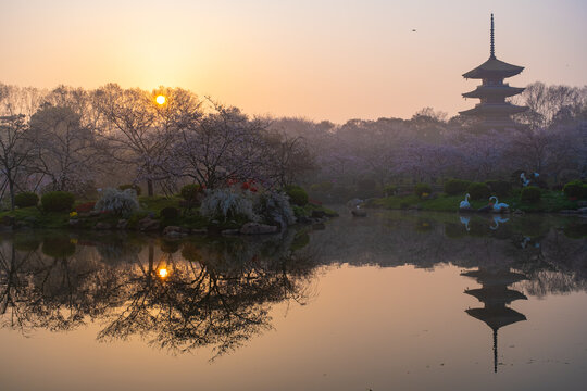 武汉东湖樱花园春季风光