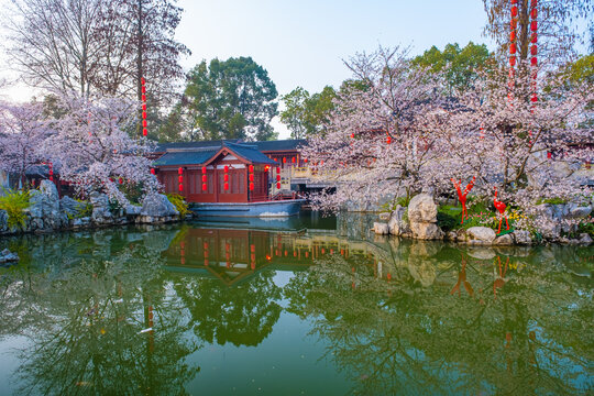 武汉东湖樱花园春季风光