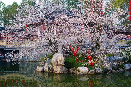 武汉东湖樱花园春季风光