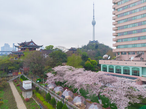 武汉晴川阁春季樱花风光