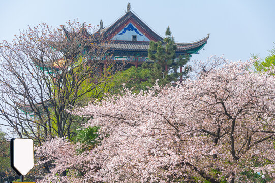 武汉晴川阁春季樱花风光