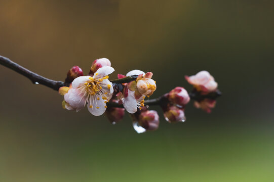 武汉东湖梅园春季梅花风光