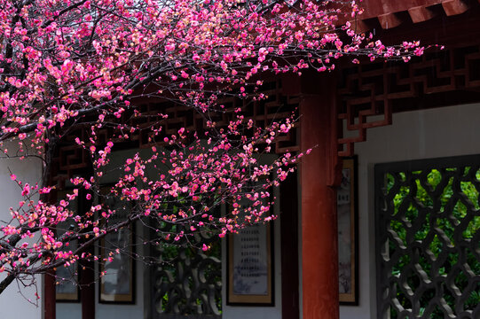 武汉东湖梅园春季梅花风光