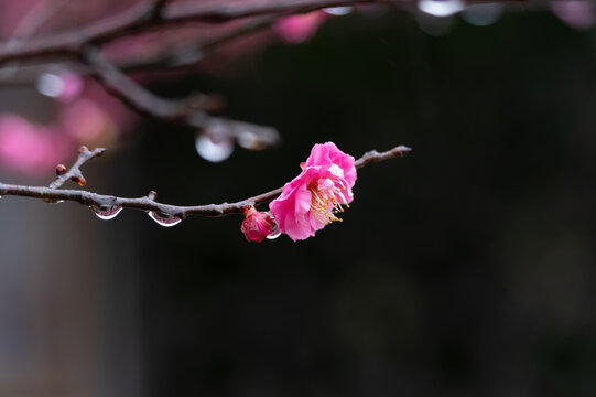 武汉东湖梅园春季梅花风光