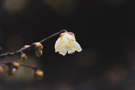 武汉东湖梅园春季风光