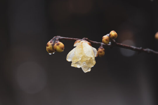 武汉东湖梅园春季风光