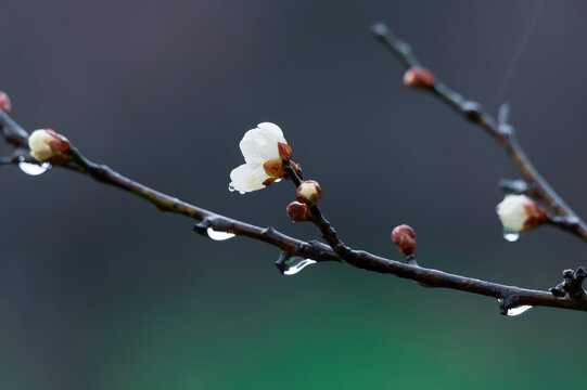 武汉东湖梅园春季风光